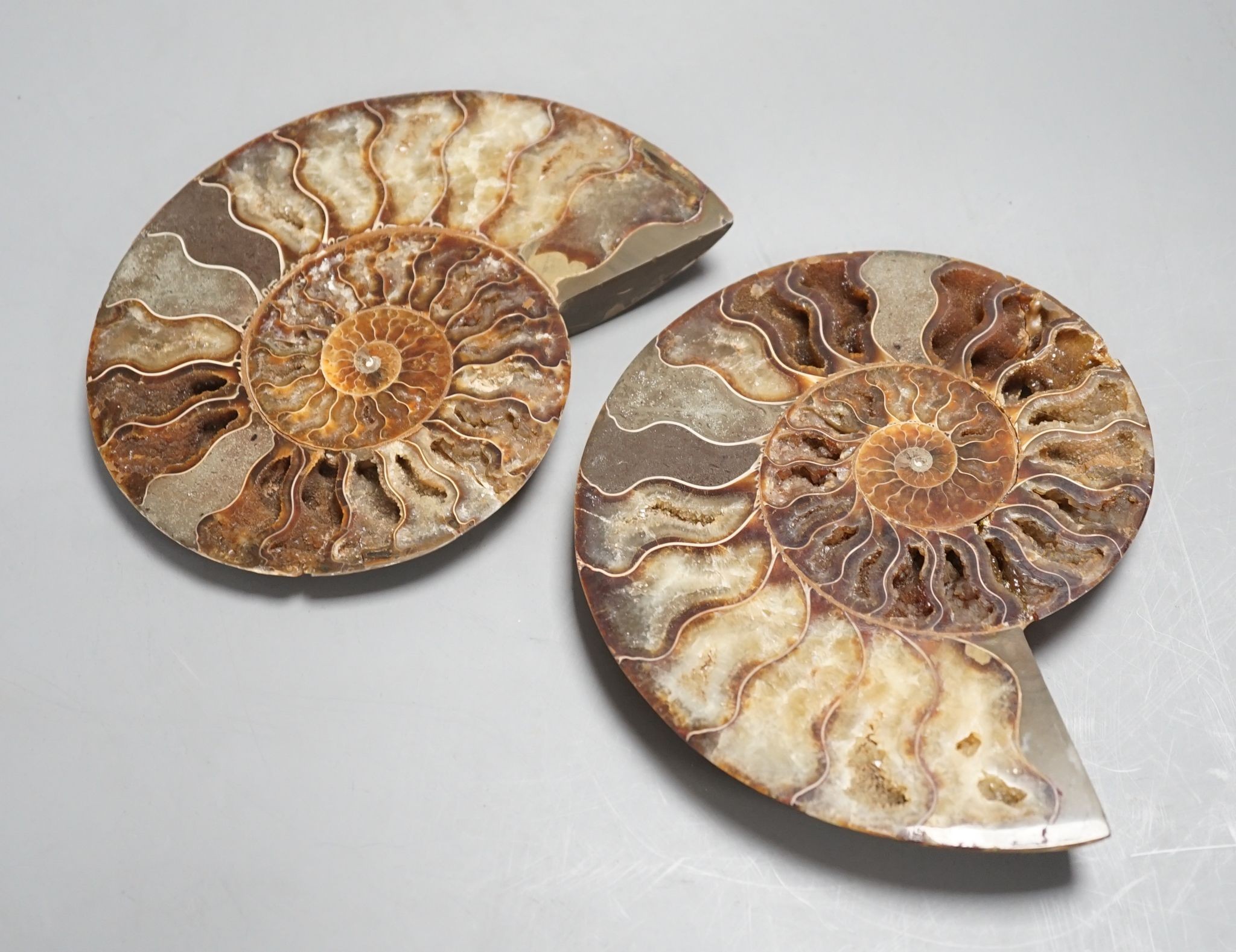 A polished hardstone ammonite fossil, in two halves